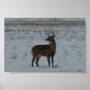 Póster Cervo-macho de cauda branca D11 na neve