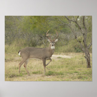 Poster Cervo-macho de cauda-branca posando
