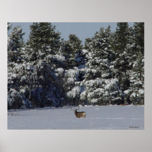 Poster Cervo Mula Macho D17 na neve em árvores de abeto