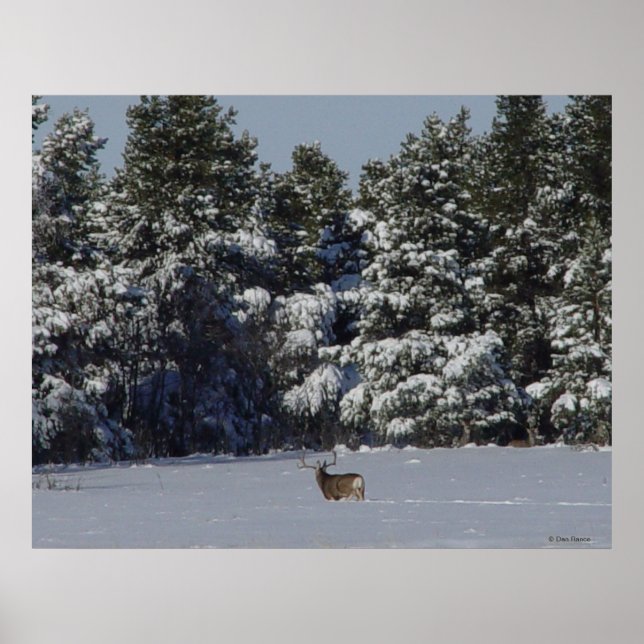 Poster Cervo Mula Macho D17 na neve em árvores de abeto (Frente)