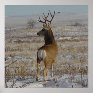Póster Cervo Mula Macho D20 na Neve