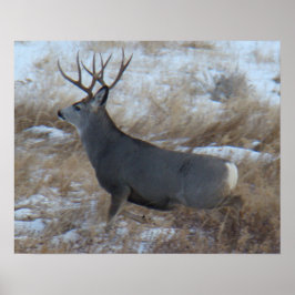 Póster Cervo Mulo D28 Macho Correndo