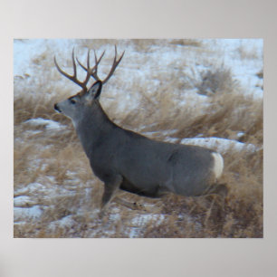 Póster Cervo Mulo D28 Macho Correndo