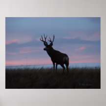 Cervo Mulo D3 Nascer do Sol Buck