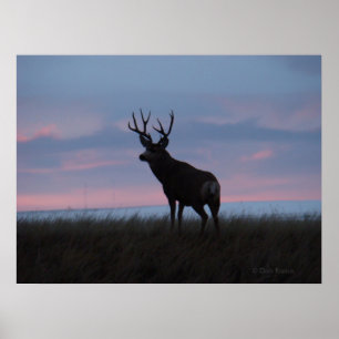 Póster Cervo Mulo D3 Nascer do Sol Buck