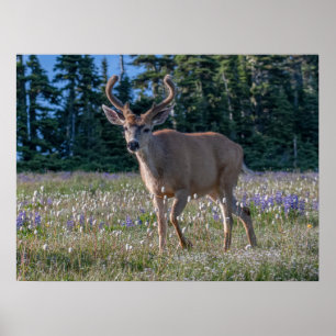 Poster Cervo Saka-rabudo-macho Parque Nacional Olímpico