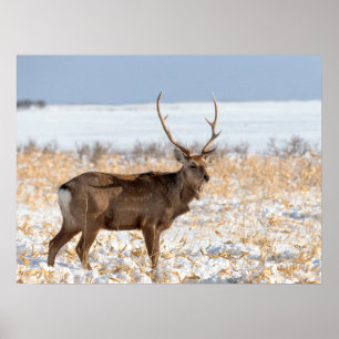 Poster Cervo Sika em um Campo Nevado Japão