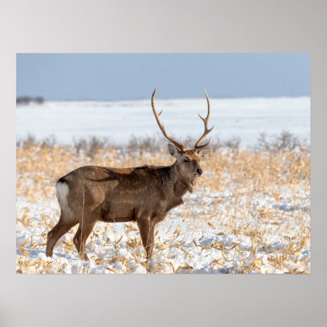 Poster Cervo Sika em um Campo Nevado | Japão (Frente)