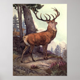Poster Cervo Vermelho de Winifred Austen, Animais Selvage