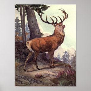 Poster Cervo Vermelho de Winifred Austen, Animais Selvage