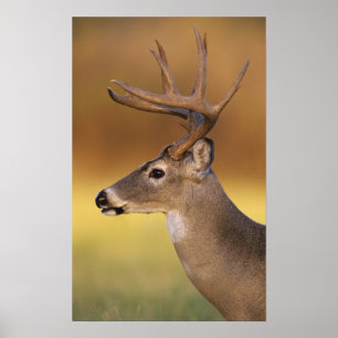 Póster cervos Branco-atados, virginianus do Odocoileus,