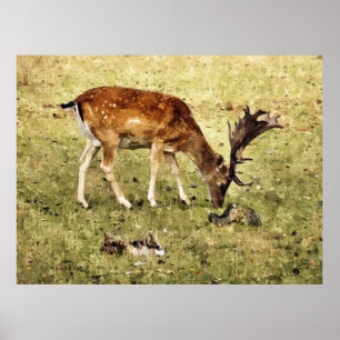 PÓSTER CERVOS DE FALLOW