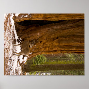 Póster Cervos de mula