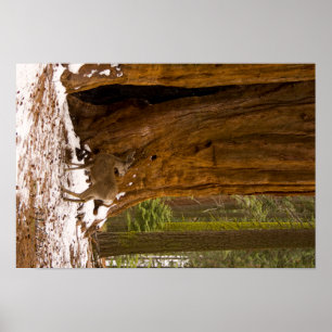 Póster Cervos de mula