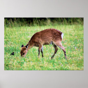 Póster Cervos de Sika