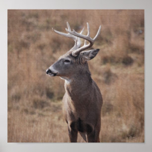 Póster Cervos de Whitetail