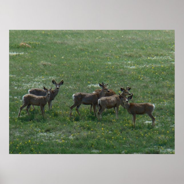 Poster Cervos Mula Machos Jovens na Primavera em Verde (Frente)