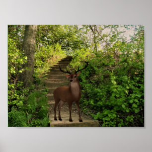 Poster Cervos na floresta