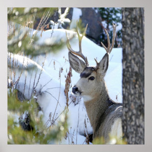 Póster Cervos na neve