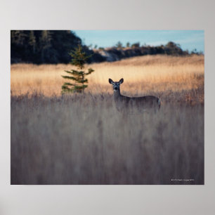 Póster Cervos no campo