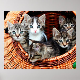 Poster Cesta do gatinho