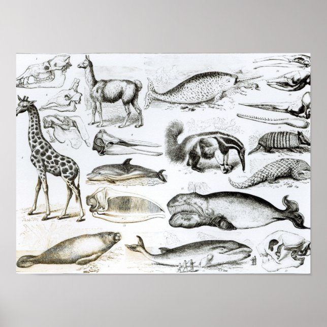 Poster Cetacea Edentata (Frente)