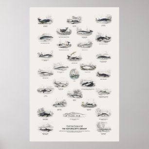 Poster Cetáceos - Biblioteca do Naturalista