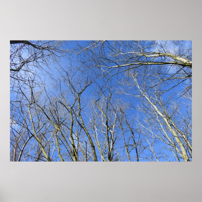 Poster Céu Azul, Árvores no inverno (Frente)