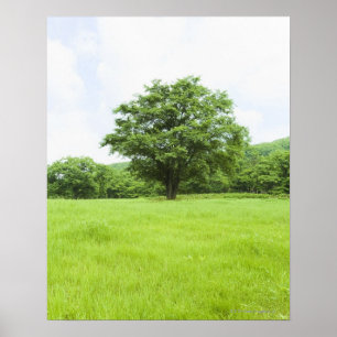 Poster Céu azul e campo da grama