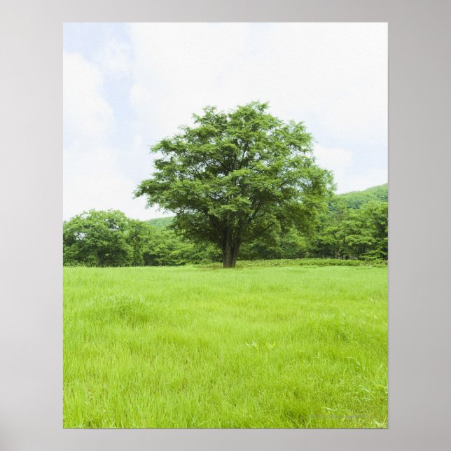 Poster Céu azul e campo de erva (Frente)