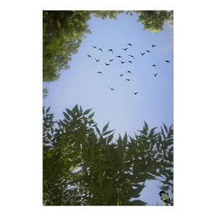Póster Céu Azul Natureza com Aves e Árvores