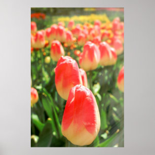Poster Céu da tulipa