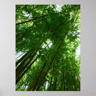 Poster Céu de bambu