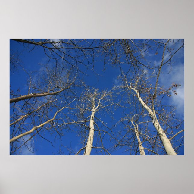 Póster Céu de inverno (Frente)