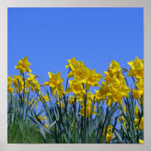 Poster Céu do Daffodil