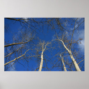 Póster Céu do inverno