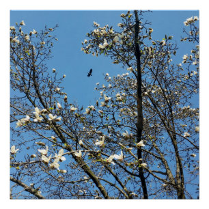 Póster céu em primavera