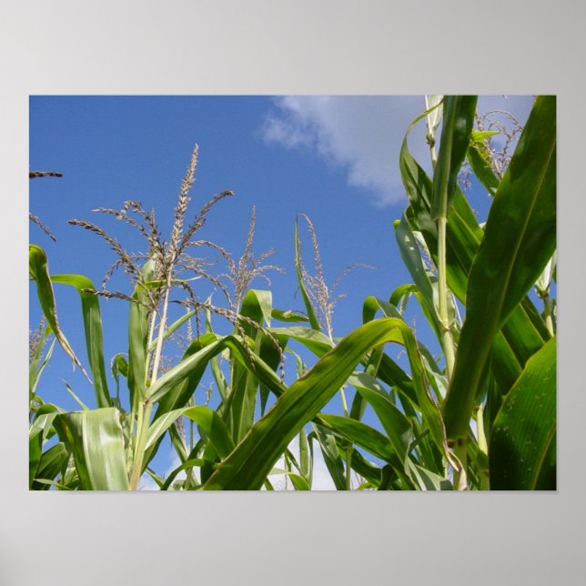 Poster Céu fino (Frente)