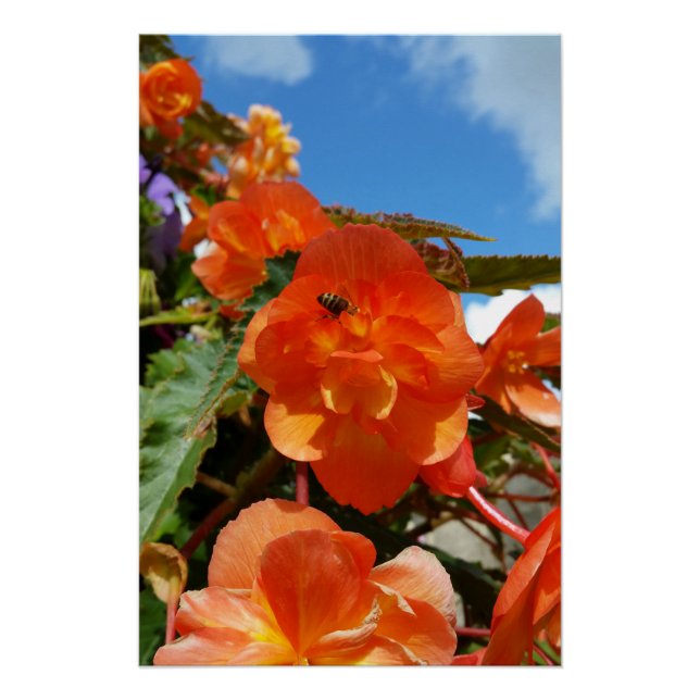 Póster céu, flores e abelha (Frente)