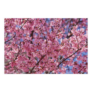 Póster Céu Rosa Flor de Cerejeira Sakura