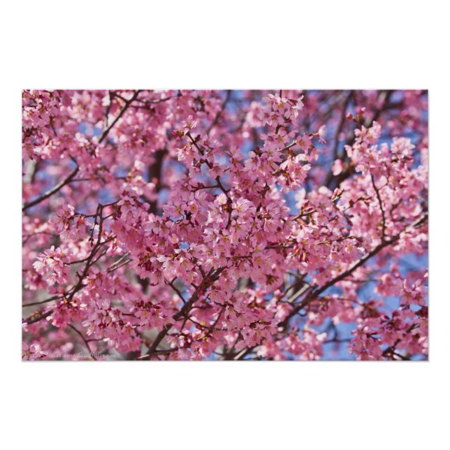 Póster Céu Rosa Flor de Cerejeira Sakura (Frente)
