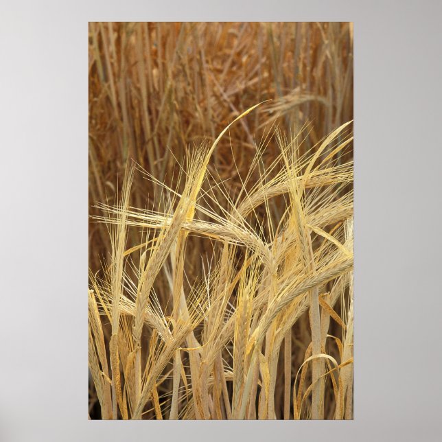 Poster Cevada (Frente)