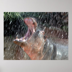 Poster Chá de boas-vindas Hippopotamus Portrait