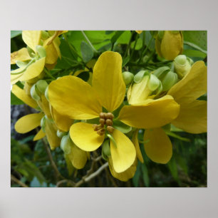 Poster Chá Ouro Árvore Tropical Amarela Floral