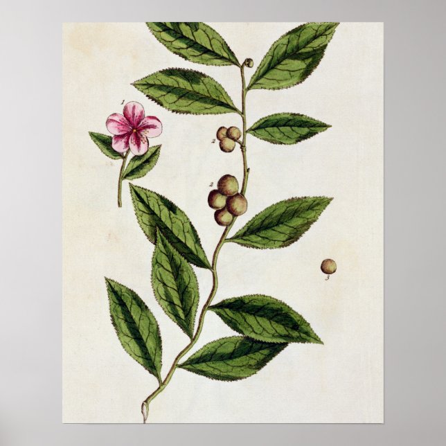 Poster Chá Verde, placa 351 de "A Curiosa Herbal", publ (Frente)
