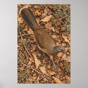 Poster Chachalaca-comum em Folhas Secas na Floresta Rio
