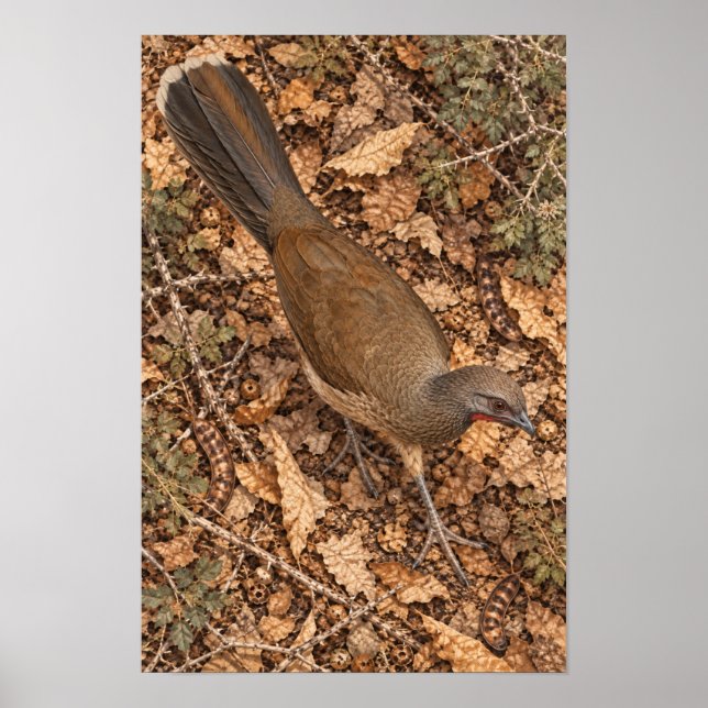 Poster Chachalaca-comum em Folhas Secas na Floresta | Rio (Frente)