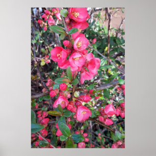 Poster Chaenomeles japonica (província de São Paulo)