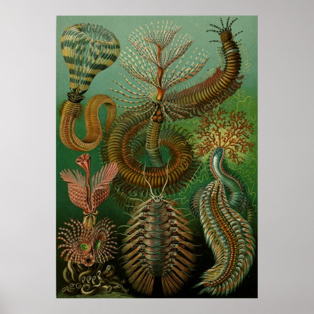 Poster Chaetopoda de Haeckel (Frente)