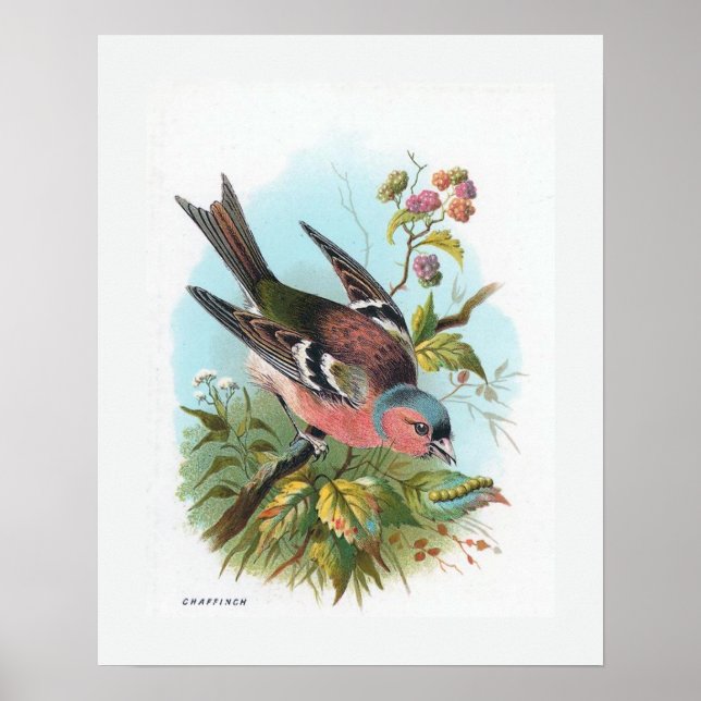 Poster Chaffinch (Frente)